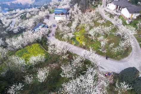 官帽山|蒲江樱桃山景区攻略（片区分布+路线+景点）